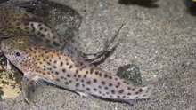 2 von meinen 3 Synodontis Njassae WF