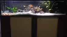 200x50x50 Aquarium