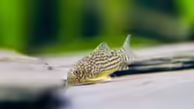 Corydoras sterbai