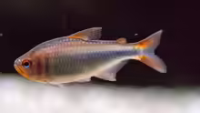 Hyphessobrycon wadai
