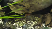 Panaqolus maccus