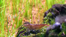 Neocaridina davidi