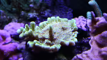 Montipora confusa