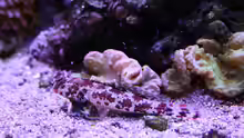 Synchiropus splendidus