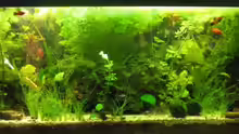 240 L Aquarium
