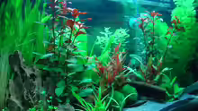 25.10.13 (Aquarium läuft seit 2 Wochen)