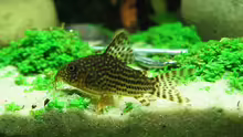 25.11.2007: Corydoras sterbai - Orange-Schönflossenpanzerwels 