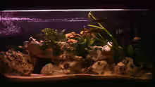 300 L Malawiaquarium