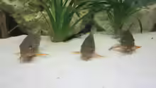 3x   Orangeflossen-Panzerwels - Corydoras sterbai