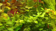 3x Ludwigia mullertii L70