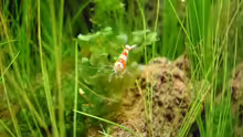 4.5.2010  Caridina cf.  cantonensis Crystal Red