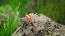 4.5.2010  Caridina cf.  cantonensis Crystal Red
