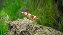 4.5.2010  Caridina cf.  cantonensis Crystal Red