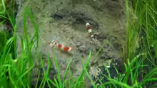 4.5.2010  Caridina cf.  cantonensis Crystal Red