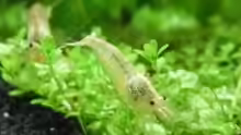 4.5.2010  Caridina cf. cantonensis  Snow White
