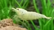 4.5.2010  Caridina cf. cantonensis  Snow White