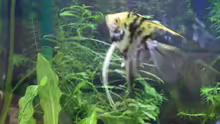 4 Pterophyllum scalare ( Skalar, Segelflosser )