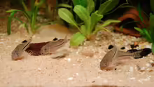 4 trilineatus