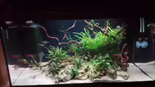 54 Liter Aquarien