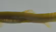 Aborichthys elongatus
