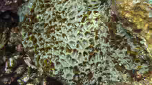 Acanthastrea hemprichii