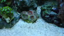Acanthastrea