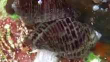 Acanthinucella punctulata