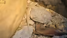 Acanthodactylus pardalis