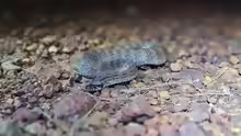 Acanthophis rugosus
