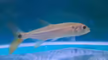 Acestrorhynchus altus