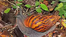 Achatina achatina