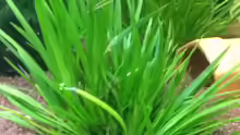 Acorus gramineus