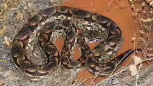 Acrantophis dumerili