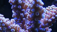 Acropora ?