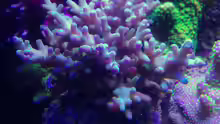 Acropora aber welche?
