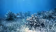 Acropora abrolhosensis