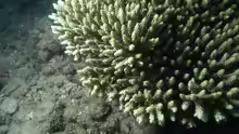 Acropora aculeus