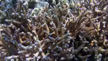 Acropora acuminata