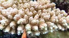 Acropora anthocercis