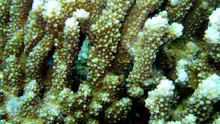 Acropora branchi