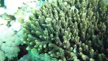 Acropora cerealis