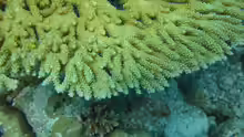 Acropora clathrata