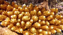 Acropora cophodactyla