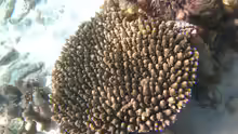 Acropora digitifera