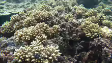 Acropora elseyi