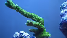 Acropora Enzmann