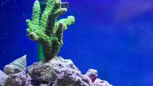 Acropora (Enzmann)