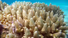 Acropora gemmifera