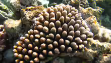 Acropora globiceps