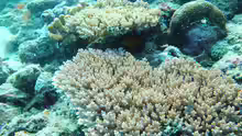 Acropora granulosa